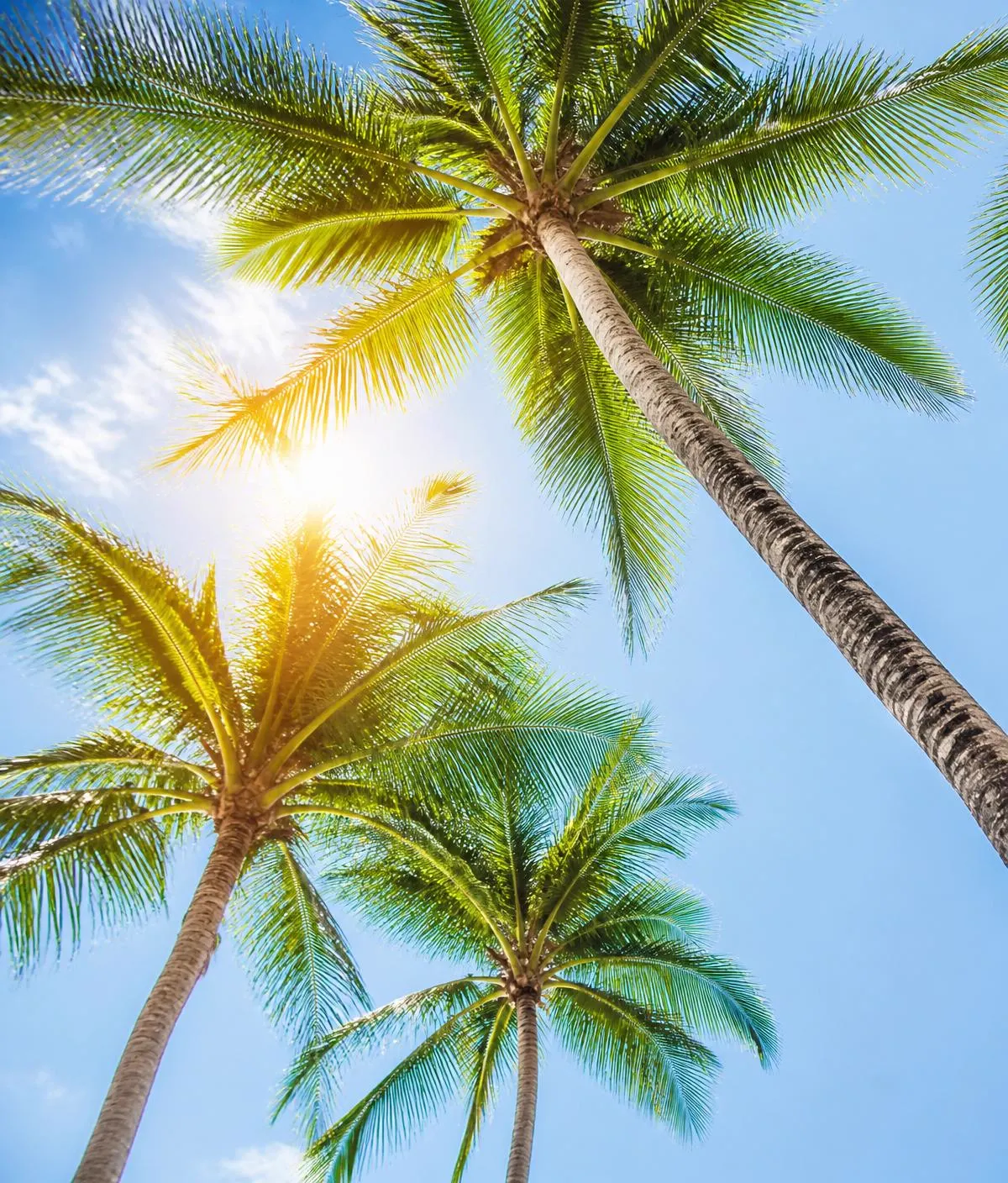 Cocotiers vus d'en bas sous le soleil